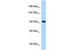 Image no. 1 for anti-rho Guanine Nucleotide Exchange Factor (GEF) 26 (ARHGEF26) (N-Term) antibody (ABIN6741888) (SGEF 抗体  (N-Term))