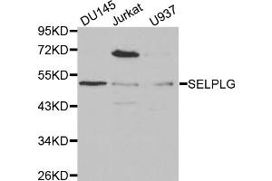 Western blot analysis of extracts of various cell lines, using SELPLG antibody (ABIN5970822) at 1/1000 dilution. (SELPLG 抗体)