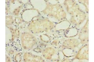 Immunohistochemistry of paraffin-embedded human kidney tissue using ABIN7149138 at dilution of 1:100 (COX11 抗体  (AA 115-276))