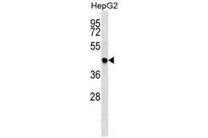 TRAF4 Antibody (C-term) western blot analysis in HepG2 cell line lysates (35 µg/lane). (TRAF4 抗体  (C-Term))