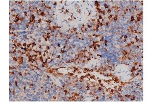 ABIN6267466 at 1/200 staining Mouse spleen tissue sections by IHC-P. (CDC25A 抗体  (pThr507))
