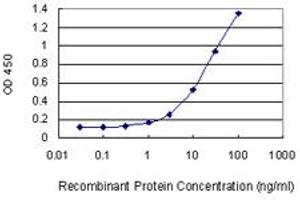 Detection limit for recombinant GST tagged GZMB is 0. (GZMB 抗体  (AA 148-247))