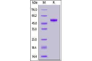 Biotinylated Human CD5, His,Avitag on  under reducing (R) condition. (CD5 Protein (CD5) (AA 25-372) (His tag,AVI tag,Biotin))