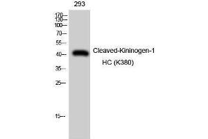Western Blotting (WB) image for anti-Kininogen-1 Heavy Chain (Lys380) antibody (ABIN3172805) (Kininogen-1 Heavy Chain (Lys380) 抗体)