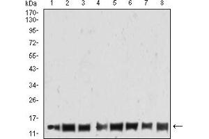 Western blot analysis using HIST2H4A(20Me3) mouse mAb against THP-1 (1), Jurkat (2), K562 (3), NIT/3T3 (4), PC-12 (5), Hela (6), MCF-7 (7), and A431 (8) cell lysate.