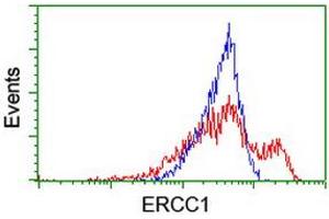 HEK293T cells transfected with either RC200478 overexpress plasmid (Red) or empty vector control plasmid (Blue) were immunostained by anti-ERCC1 antibody (ABIN2455607), and then analyzed by flow cytometry. (ERCC1 抗体)