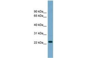 Image no. 1 for anti-ADP-Ribosylation Factor-Like 8A (ARL8A) (AA 107-156) antibody (ABIN6744125) (ARL8A 抗体  (AA 107-156))