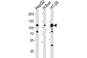 Western blot analysis of lysates from HepG2, H. (c-MET 抗体  (Catalytic Domain))