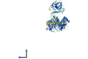 Protein Structure (PS) image for Myosin IB (MYO1B) (AA 1-1136) protein (His tag) (ABIN7554647)