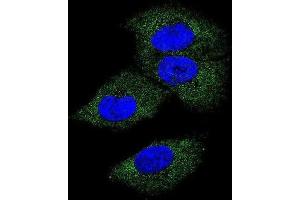 Immunofluorescence (IF) image for anti-Colony Stimulating Factor 1 (Macrophage) (CSF1) antibody (ABIN3002787) (M-CSF/CSF1 抗体)
