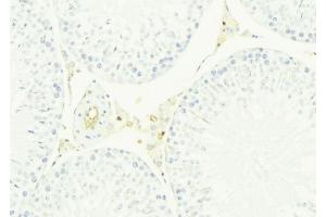 ABIN6276624 at 1/100 staining Mouse testis tissue by IHC-P. (CST8 抗体  (Internal Region))