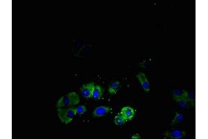 Immunofluorescent analysis of HepG2 cells using ABIN7170313 at dilution of 1:100 and Alexa Fluor 488-congugated AffiniPure Goat Anti-Rabbit IgG(H+L) (SSTR4 抗体  (AA 314-388))