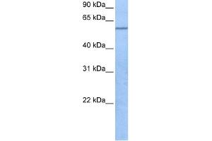WB Suggested Anti-TRAF3IP3 Antibody Titration:  0. (TRAF3IP3 抗体  (C-Term))