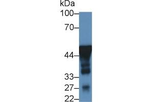 Detection of NSE in Mouse Cerebrum lysate using Monoclonal Antibody to Enolase, Neuron Specific (NSE) (ENO2/NSE 抗体  (AA 2-285))