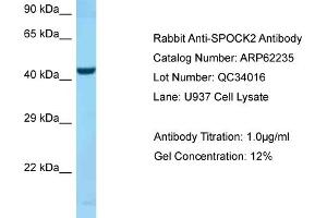 Western Blotting (WB) image for anti-Sparc/osteonectin, Cwcv and Kazal-Like Domains Proteoglycan (Testican) 2 (SPOCK2) (C-Term) antibody (ABIN2789076)