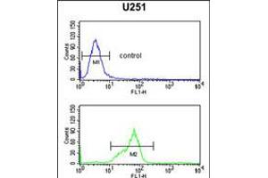 Flow cytometric analysis of U251 cells (bottom histogram) compared to a negative control cell (top histogram).
