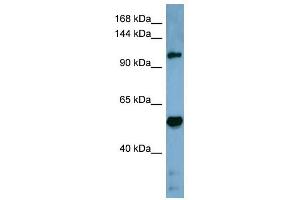 Cobl-Like 1 antibody used at 1 ug/ml to detect target protein. (COBLL1 抗体  (Middle Region))