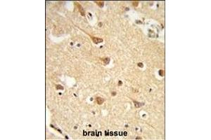 Formalin-fixed and paraffin-embedded human brain tissue reacted with ND2 Antibody (N-term), which was peroxidase-conjugated to the secondary antibody, followed by DAB staining. (MT-ND2 抗体  (N-Term))