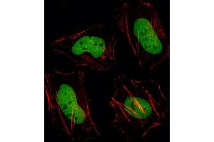 Fluorescent image of Hela cell stained with HDAC1 Antibody (C-term) (ABIN387945 and ABIN2844611)/SH040527D. (HDAC1 抗体  (C-Term))