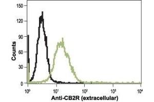 Cell surface detection of CB2 receptor in live intact human HL-60 promyelocytic leukaemia cells: (black line)  Cells + goat-anti-rabbit-FITC alone. (CNR2 抗体  (Extracellular, N-Term))