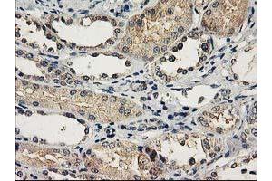 Immunohistochemical staining of paraffin-embedded Human Kidney tissue using anti-NAPEPLD mouse monoclonal antibody. (NAPEPLD 抗体)