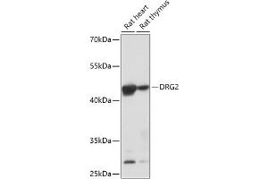 Western blot analysis of extracts of various cell lines, using DRG2 antibody (ABIN7266746) at 1:1000 dilution. (DRG2 抗体  (AA 150-260))