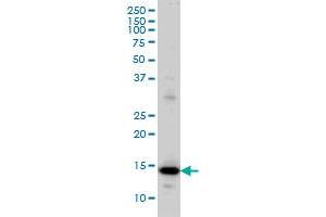 RPL36A monoclonal antibody (M02), clone 6H1 Western Blot analysis of RPL36A expression in HeLa . (RPL36A 抗体  (AA 7-106))