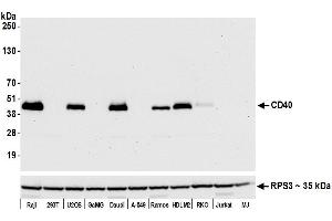 Western Blotting (WB) image for anti-CD40 (CD40) (AA 227-277) antibody (ABIN7454023) (Recombinant CD40 抗体  (AA 227-277))