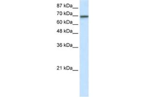 Western Blotting (WB) image for anti-Elongation Factor RNA Polymerase II (ELL) antibody (ABIN2461795) (ELL 抗体)
