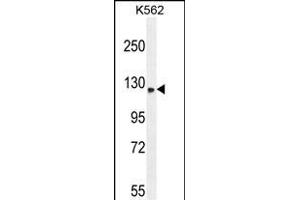 TMCO7 Antibody (C-term) (ABIN654975 and ABIN2844615) western blot analysis in K562 cell line lysates (35 μg/lane). (TANGO6/TMCO7 抗体  (C-Term))