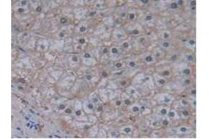 Figure. (JAG2 抗体  (AA 714-981))