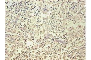 Immunohistochemical of paraffin-embedded human spleen organization using ABIN7161512 at dilution of 1:200 (Lipocalin 2 抗体)