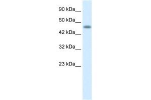 Nucleobindin 1 antibody used at 1 ug/ml to detect target protein.
