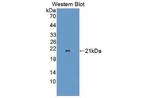Western Blotting (WB) image for anti-Optic Atrophy 3 (Autosomal Recessive, with Chorea and Spastic Paraplegia) (OPA3) (AA 23-179) antibody (ABIN5014057)