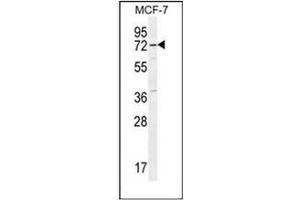 Western blot analysis of Otopetrin-3 Antibody (C-term) in MCF-7 cell line lysates (35ug/lane). (OTOP3 抗体  (C-Term))