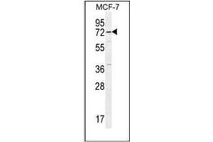 Western blot analysis of Otopetrin-3 Antibody (C-term) in MCF-7 cell line lysates (35ug/lane). (OTOP3 抗体  (C-Term))