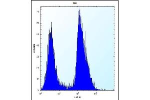 TRIP13 Antibody (C-term) (ABIN656567 and ABIN2845827) flow cytometric analysis of 293 cells (right histogram) compared to a negative control cell (left histogram). (TRIP13 抗体  (C-Term))