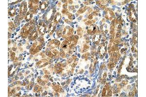 Image no. 1 for anti-MAS1 Oncogene (MAS1) (AA 144-193) antibody (ABIN321835) (MAS1 抗体  (AA 144-193))