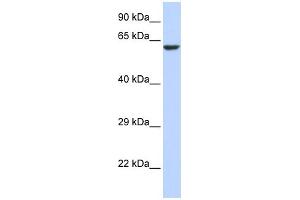 WB Suggested Anti-KCNV1 Antibody Titration:  0. (KCNV1 抗体  (N-Term))