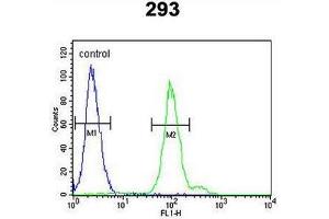 CFB Antibody (Center) flow cytometric analysis of 293 cells (right histogram) compared to a negative control cell (left histogram). (Complement Factor B 抗体  (Middle Region))