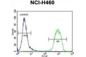 Flow cytometric analysis of NCI-H460 cells using RAD54L Antibody (C-term) Cat. (RAD54L 抗体  (C-Term))