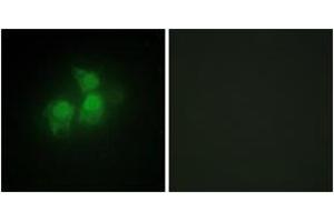 Immunofluorescence (IF) image for anti-Inositol 1,3,4,5,6-Pentakisphosphate 2-Kinase (IPPK) (AA 11-60) antibody (ABIN2889764) (IPPK 抗体  (AA 11-60))