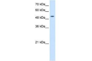SLC41A2 antibody used at 2. (SLC41A2 抗体  (N-Term))