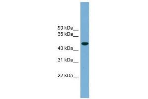Ubiquilin-Like antibody used at 1 ug/ml to detect target protein. (UBQLNL 抗体  (Middle Region))