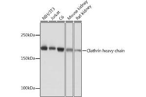 Western blot analysis of extracts of various cell lines, using Clathrin heavy chain Rabbit mAb (ABIN7266404) at 1:1000 dilution. (Clathrin Heavy Chain (CLTC) 抗体)