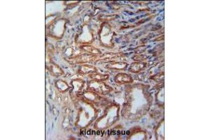 MOSC1 Antibody immunohistochemistry analysis in formalin fixed and paraffin embedded human kidney tissue followed by peroxidase conjugation of the secondary antibody and DAB staining. (MOSC1 抗体  (AA 175-204))
