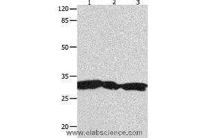 Western blot analysis of Hela, 293T and Jurkat cell  , using YWHAG Polyclonal Antibody at dilution of 1:1800 (14-3-3 gamma 抗体)