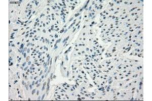 Image no. 4 for anti-Fc Fragment of IgG, Low Affinity IIa, Receptor (CD32) (FCGR2A) antibody (ABIN1497258) (FCGR2A 抗体)
