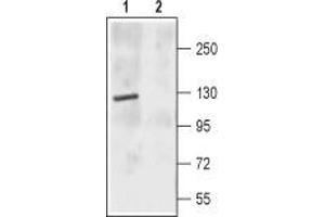 Western Blotting (WB) image for anti-Glutamate Receptor, Ionotropic, N-Methyl D-Aspartate 2c (GRIN2C) (AA 365-377), (Extracellular) antibody (ABIN7043244)