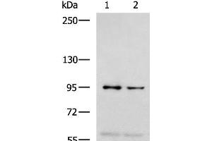 Western blot analysis of 293T and Jurkat cell lysates using NVL Polyclonal Antibody at dilution of 1:1000 (NVL 抗体)